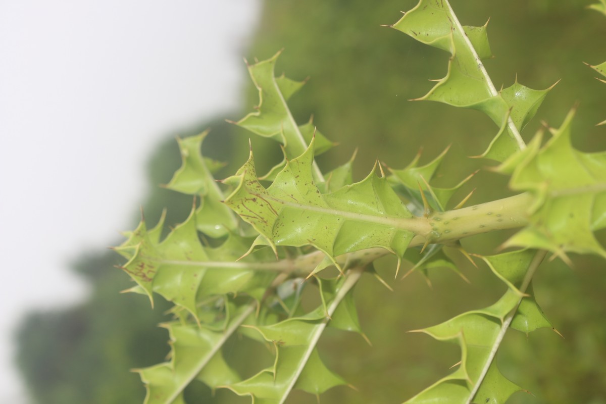 Acanthus ilicifolius L.